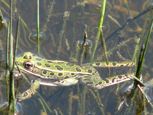 Leopard Frog
